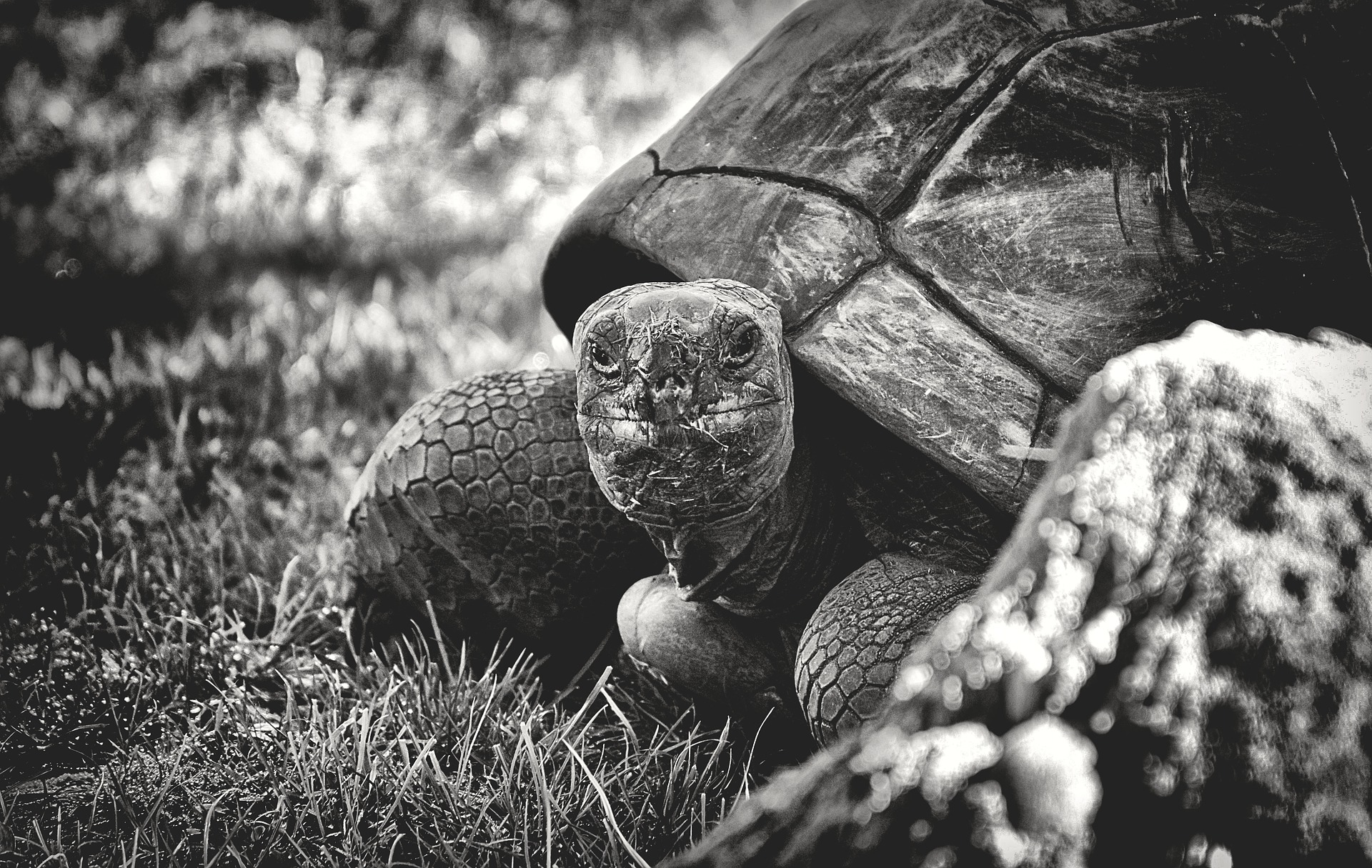 giant-tortoise-3782239_1920